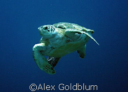 Turtle, Bonaire by Alex Goldblum 